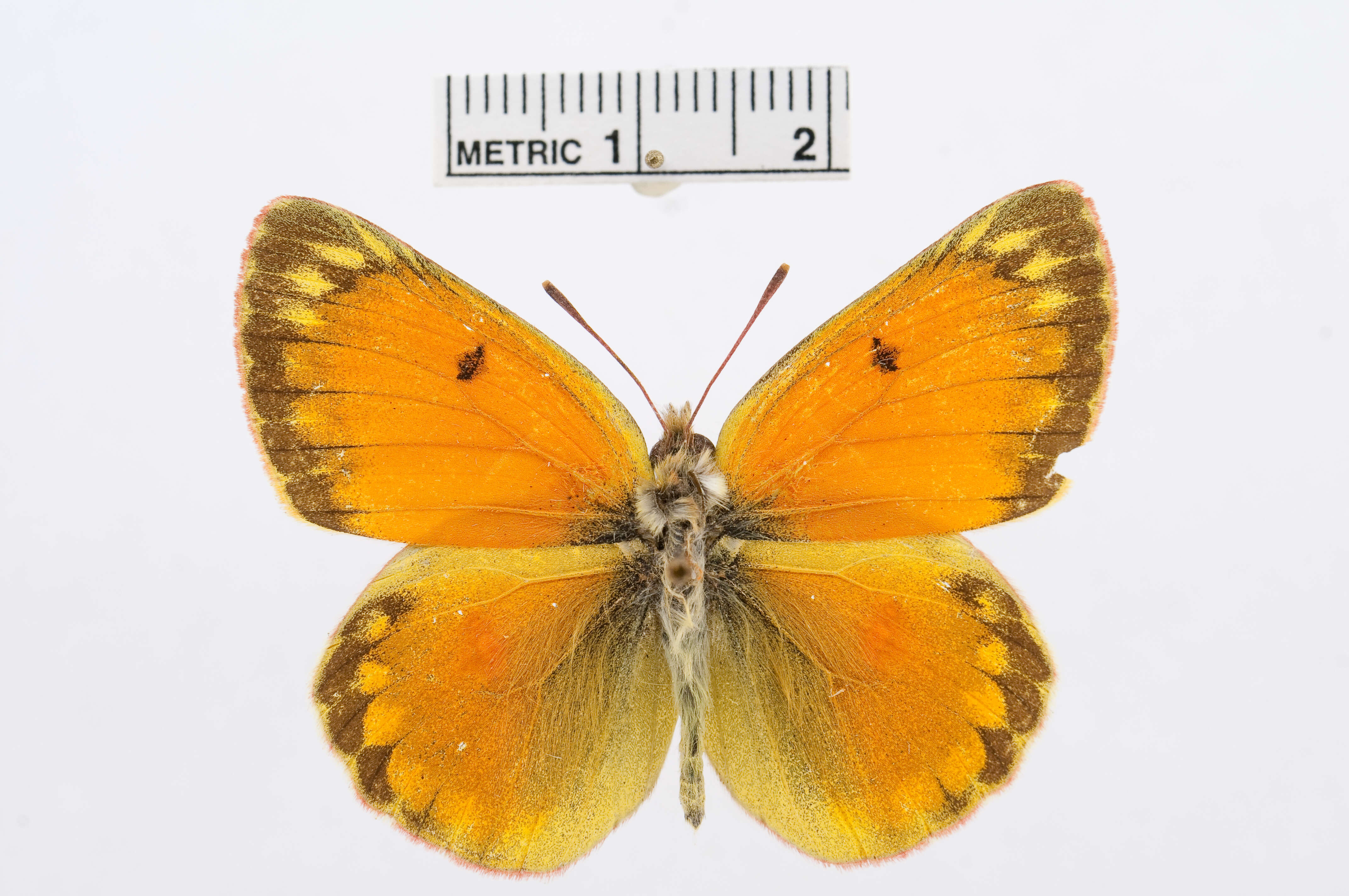 Image of Colias regia Grum-Grshimailo 1887