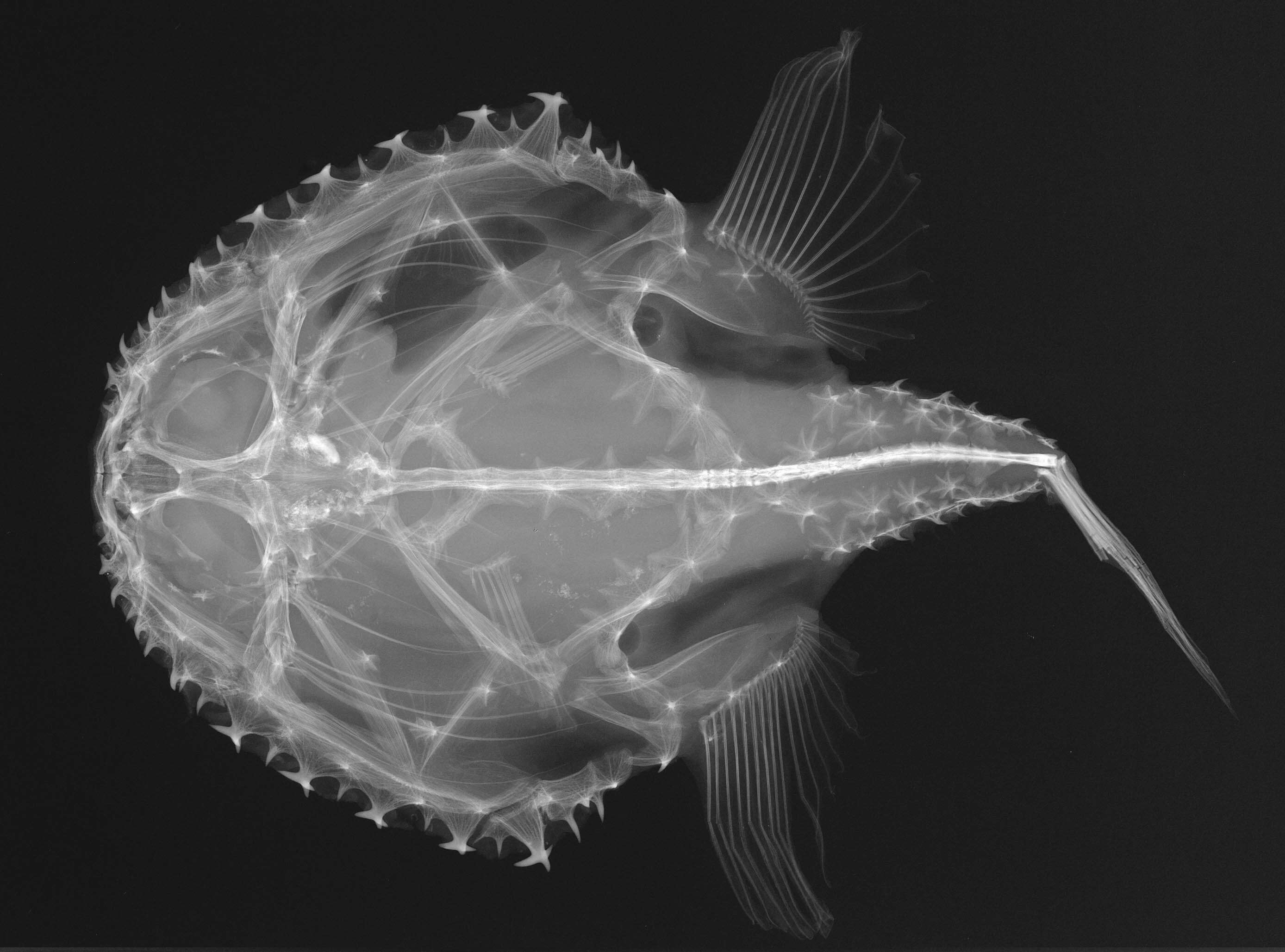 Image of Spiny batfish