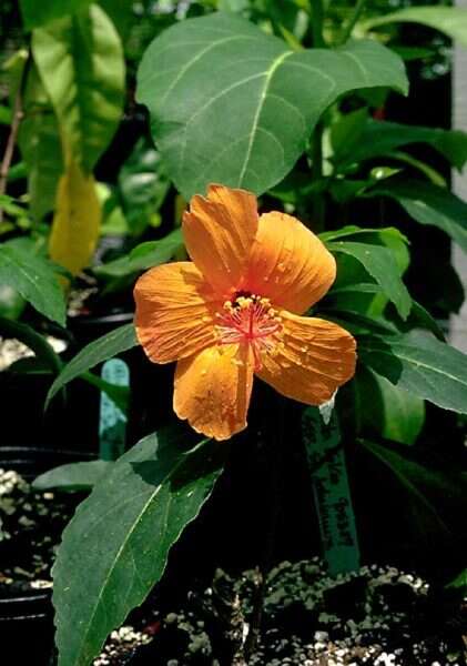 Image of Native Red Rose-Mallow