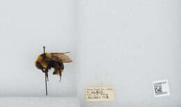 Image de Bombus insularis (Smith 1861)