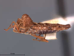 Image of Cysteochila vota fida Drake & Maa 1953