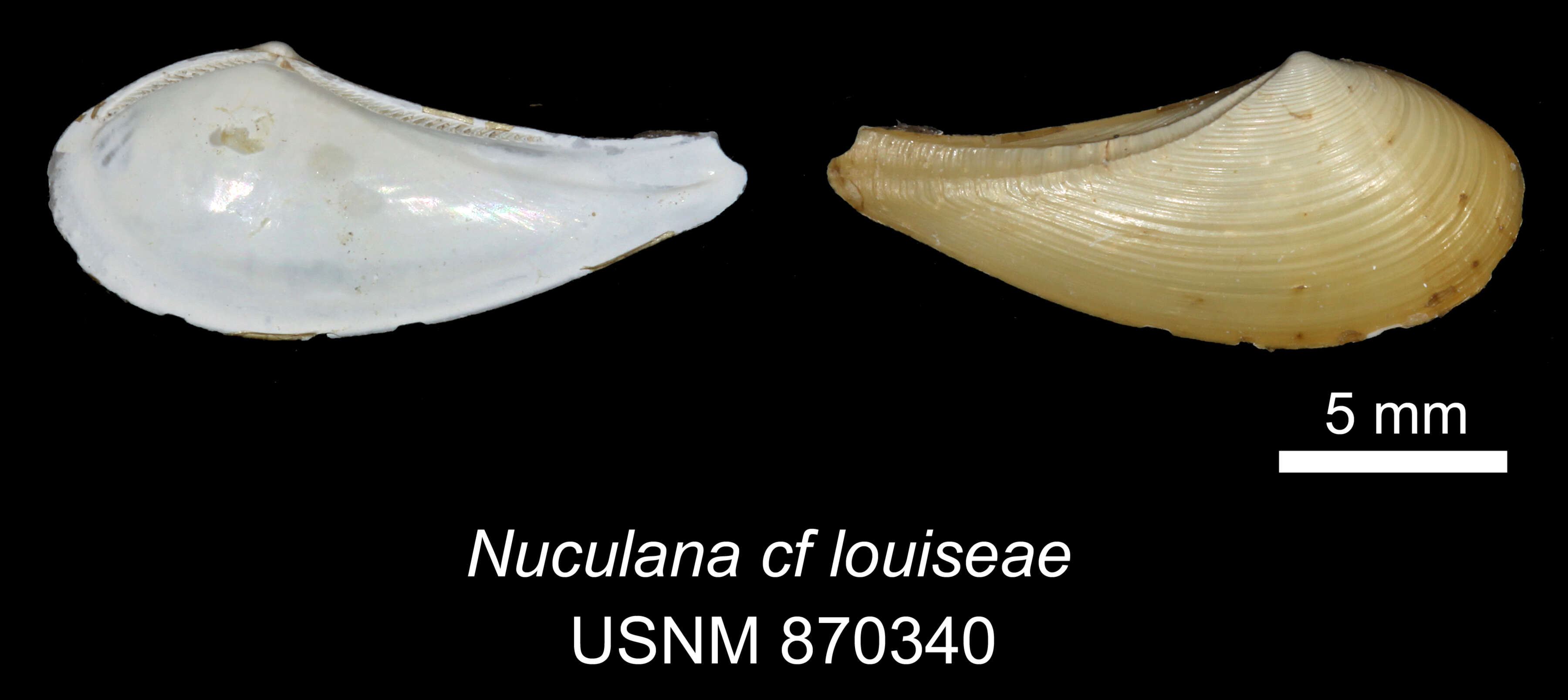 Image of Propeleda louiseae (A. H. Clarke 1961)