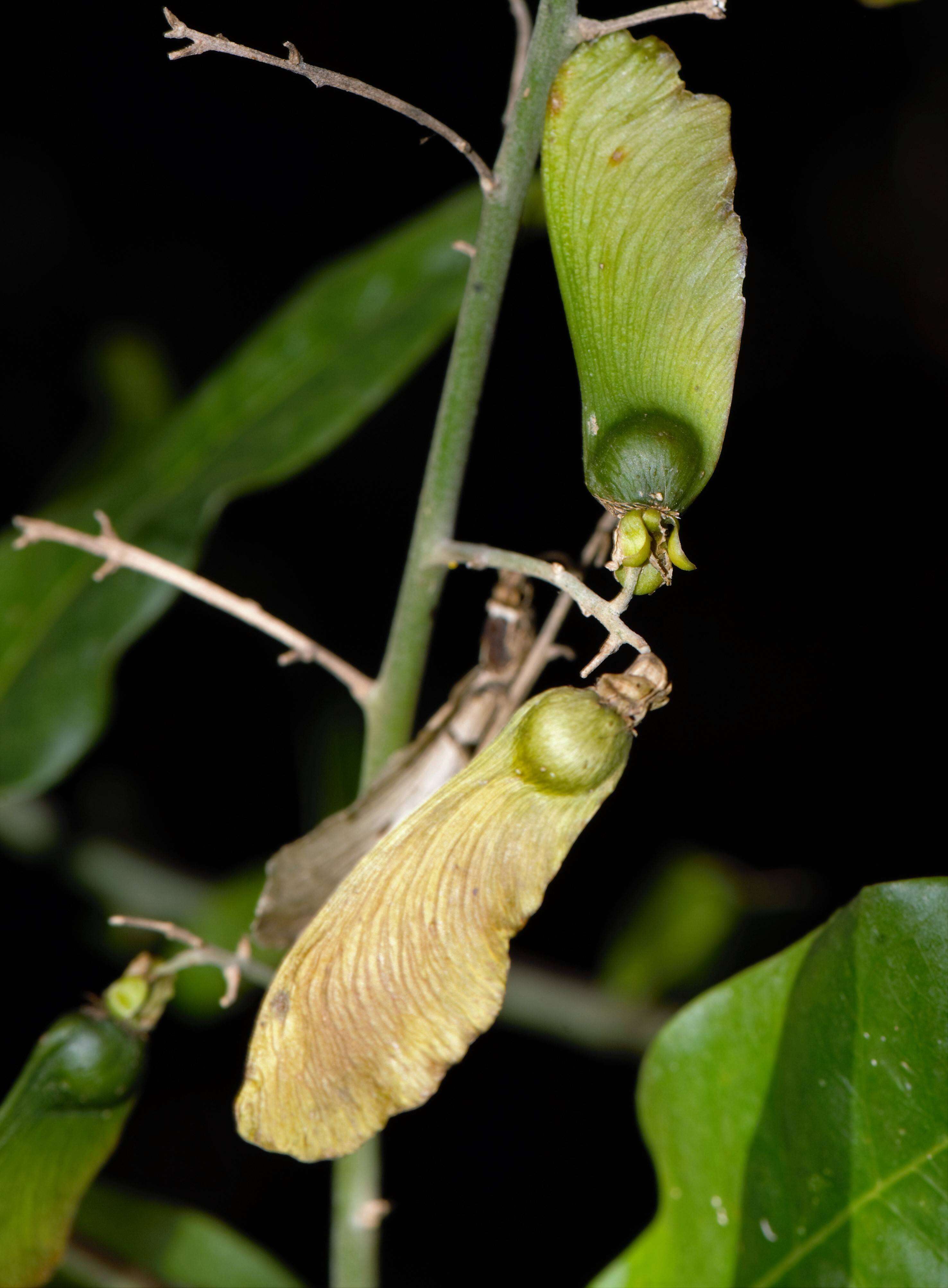 Image of Seguieria Loefl.