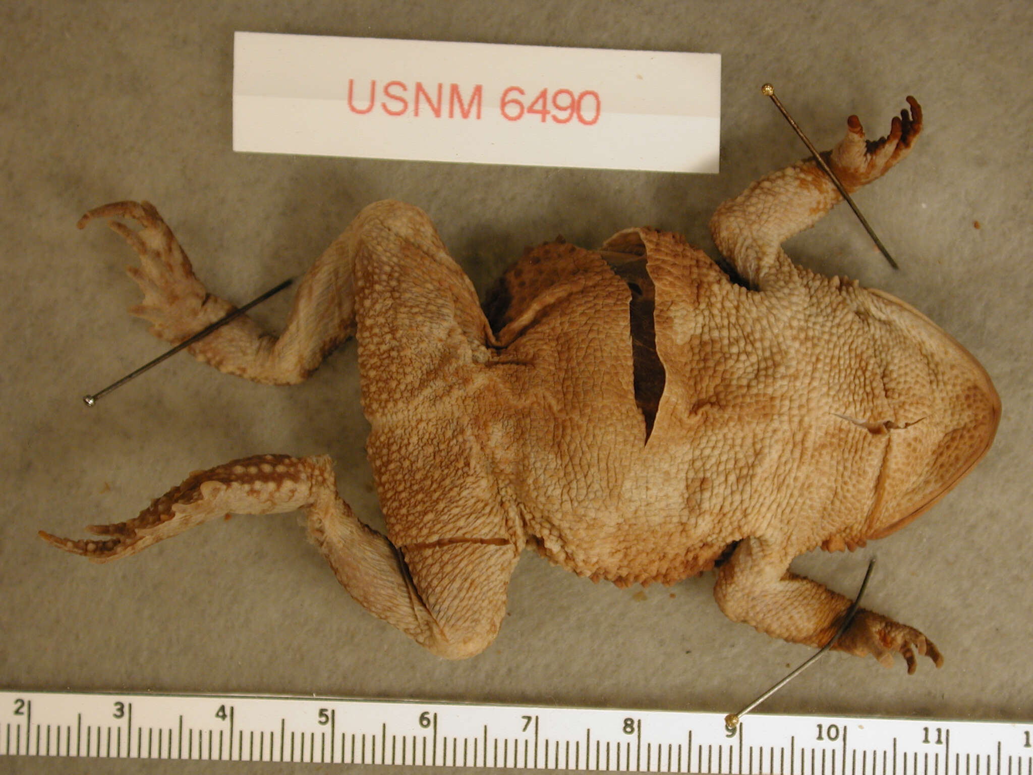 Image of Southern Round-gland Toad