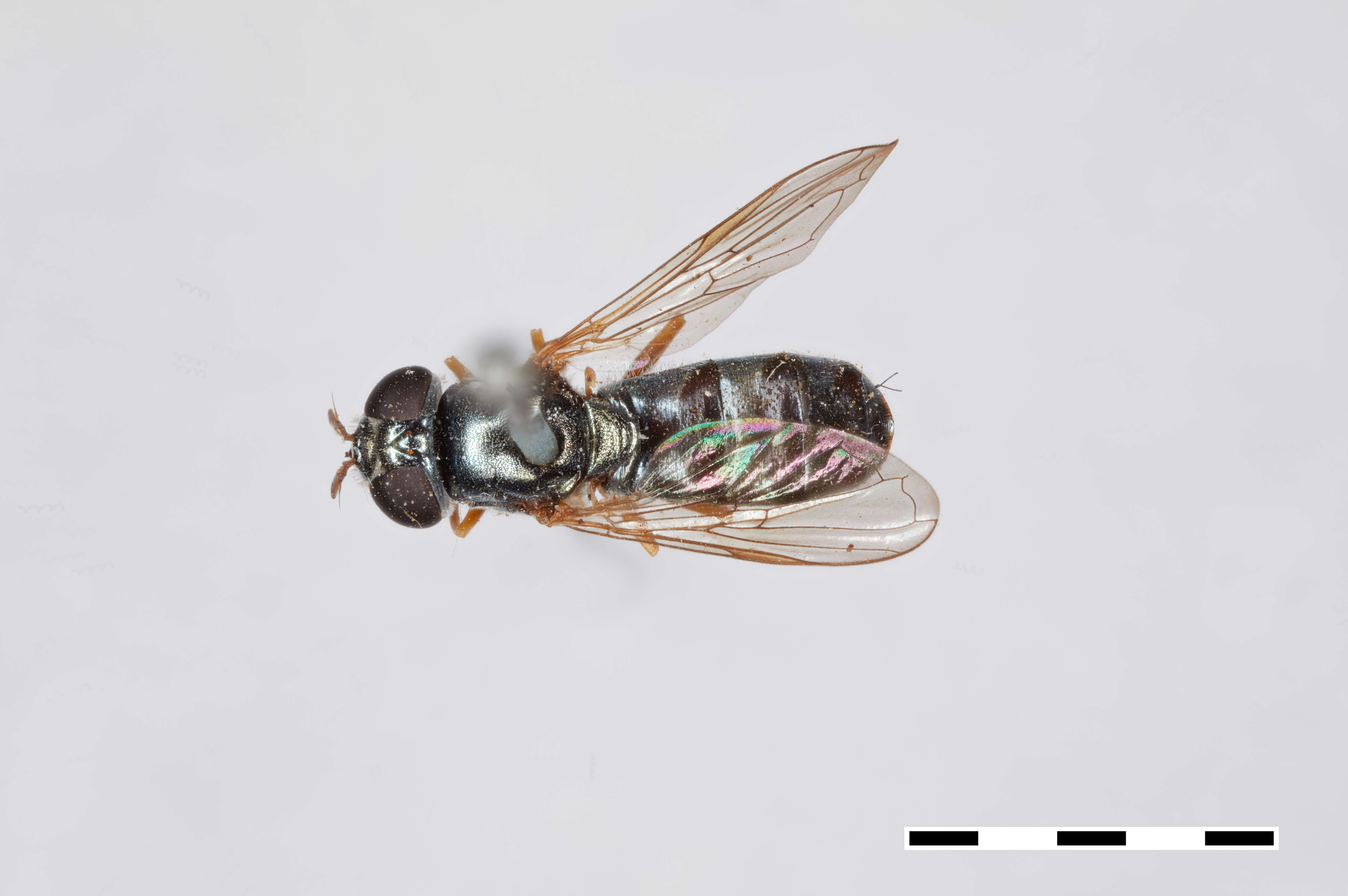 Image of Platycheirus willistoni (Goot 1964)