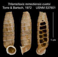 <i>Trilamellaxis remediensis cuetoi</i> Torre & Bartsch resmi