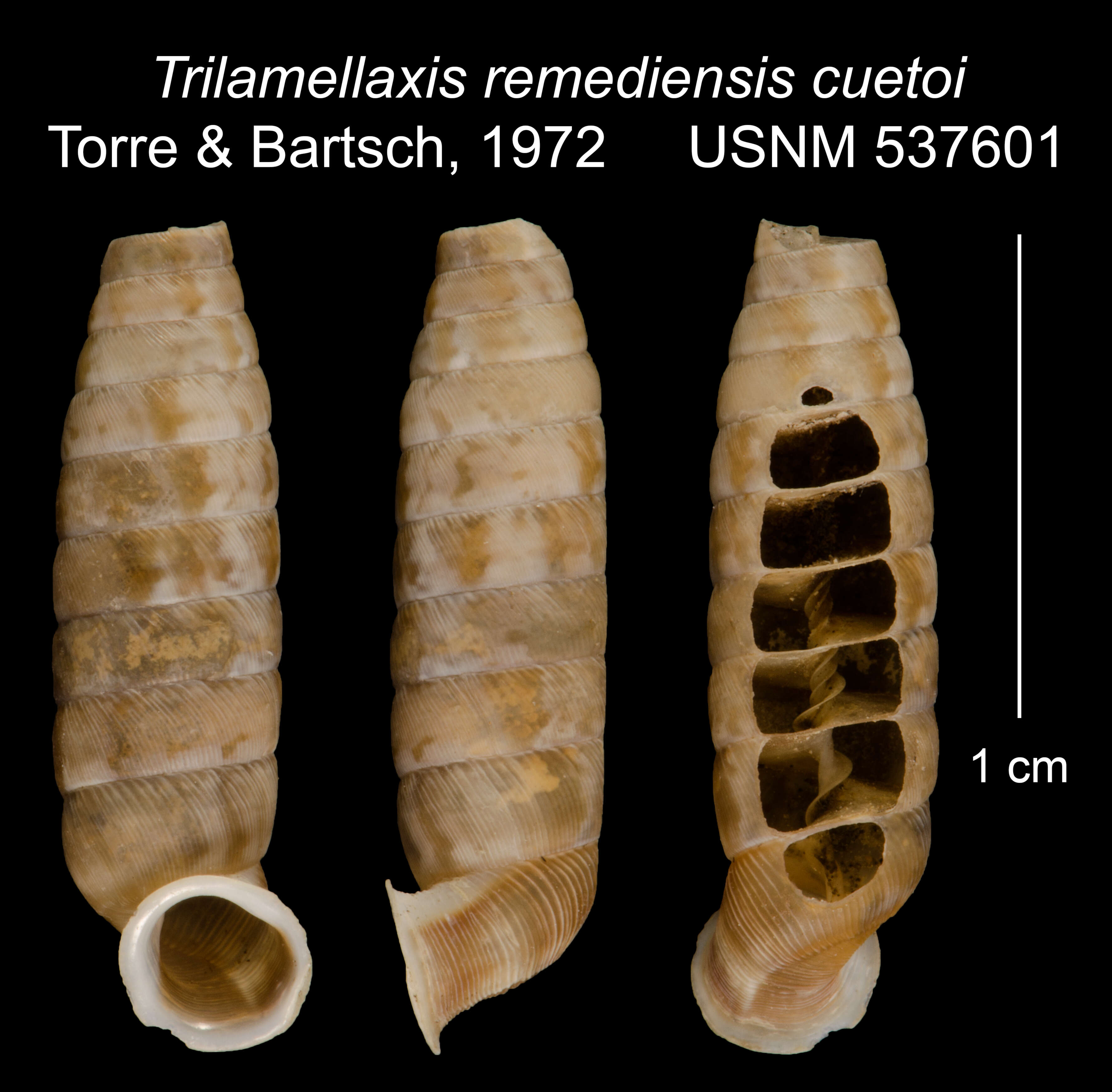 <i>Trilamellaxis remediensis cuetoi</i> Torre & Bartsch resmi