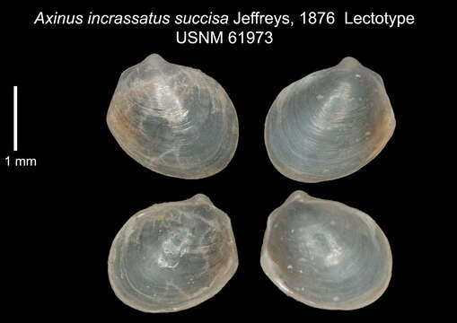 صورة Thyasira succisa (Jeffreys 1876)