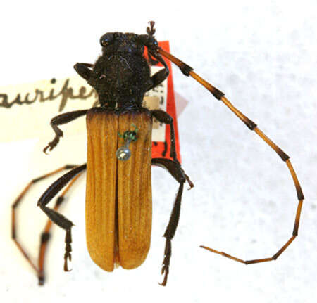 Image of Tragidion auripenne Casey 1893