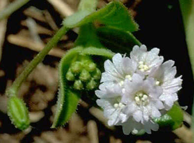 Imagem de Boerhavia repens L.