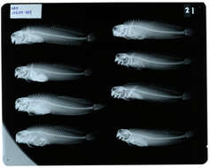 Image of Istiblennius edentulus (Forster & Schneider 1801)