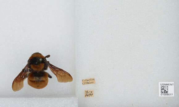 Image of Bombus haueri Handlirsch 1888