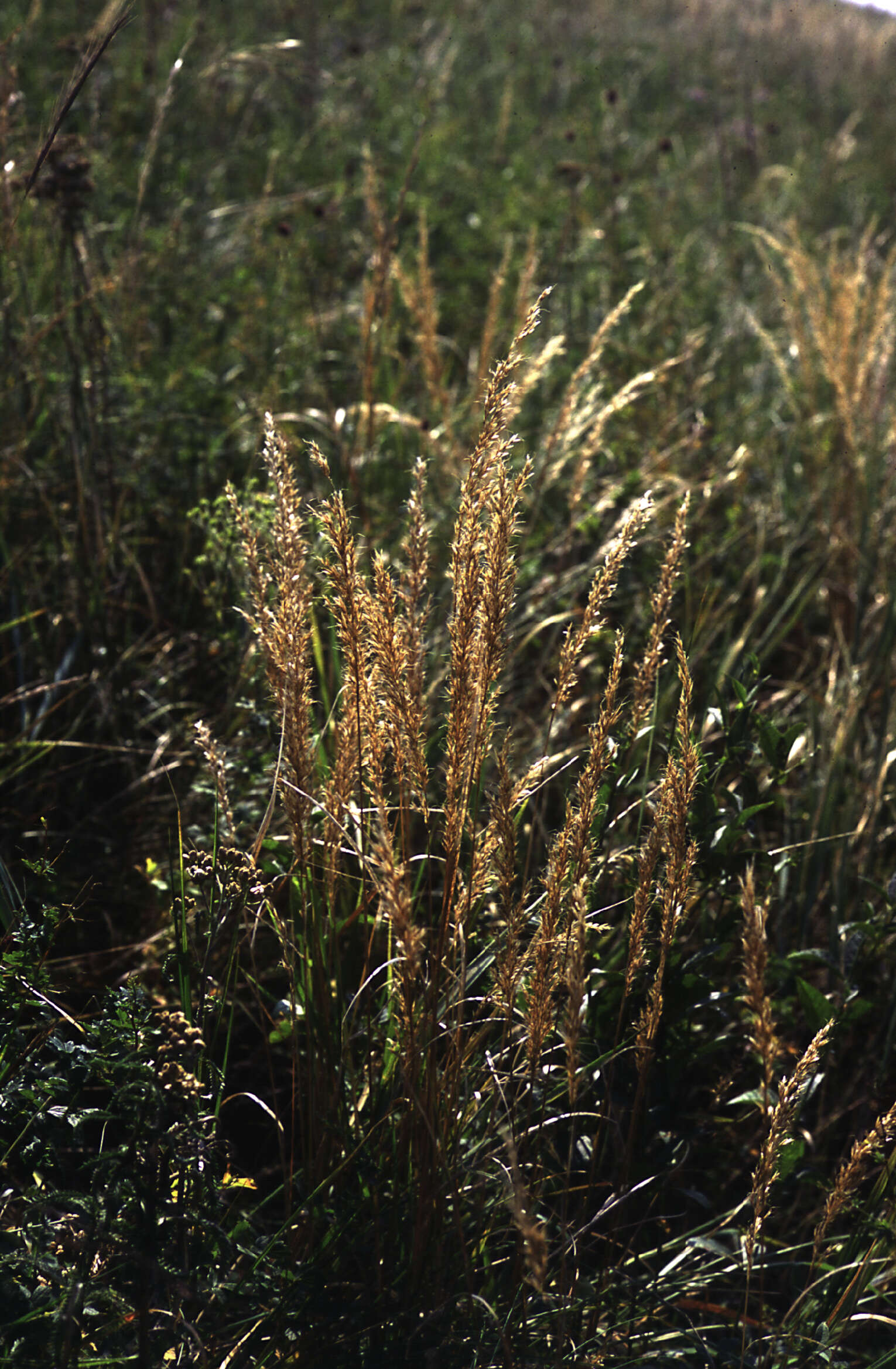 Image of Trisetum Pers.