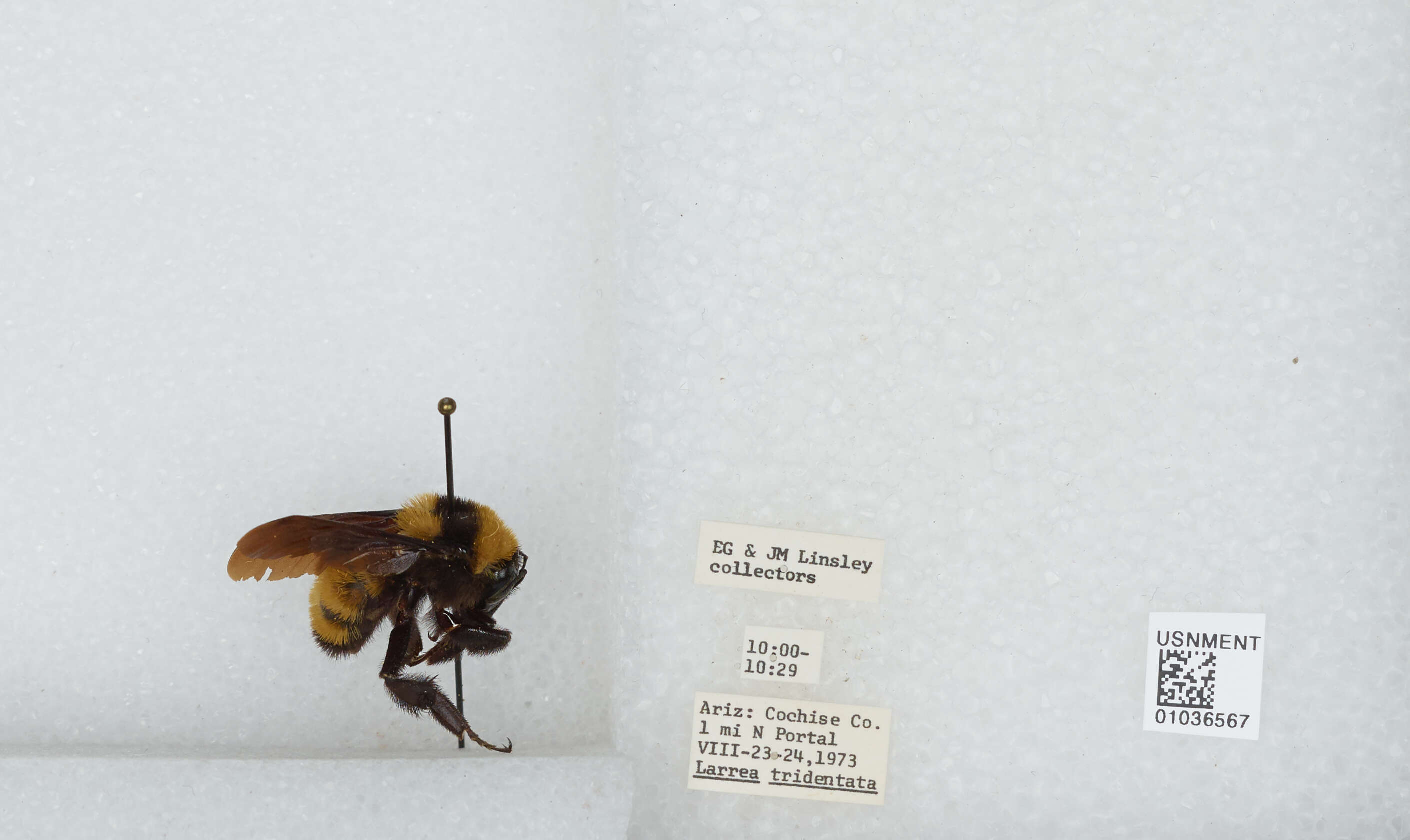 Слика од Bombus sonorus Say 1837