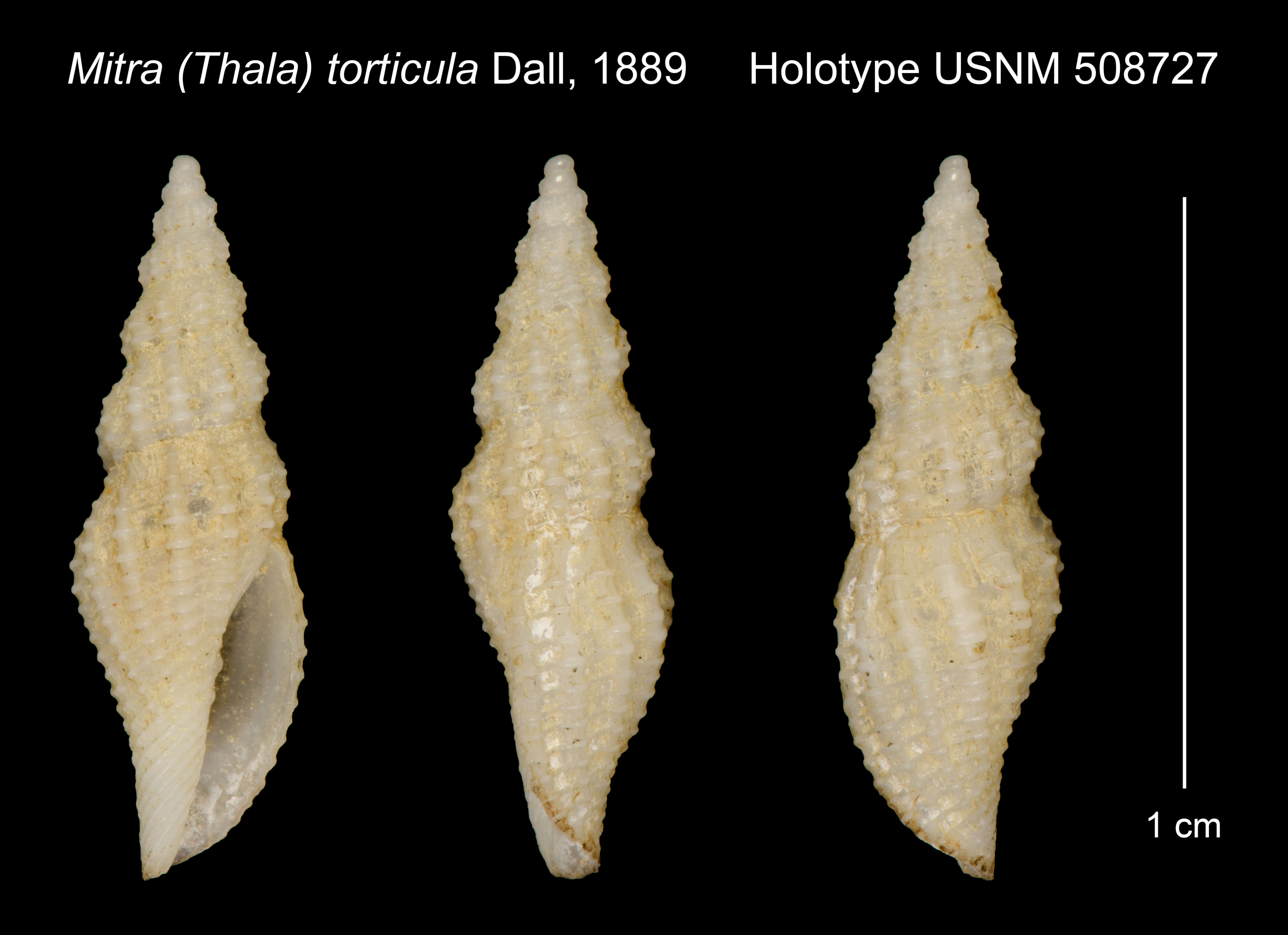 Image de Mitromorpha torticula (Dall 1889)