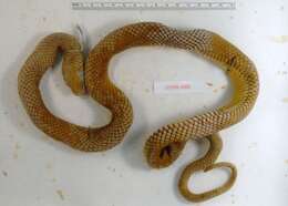 Image of Military ground snake