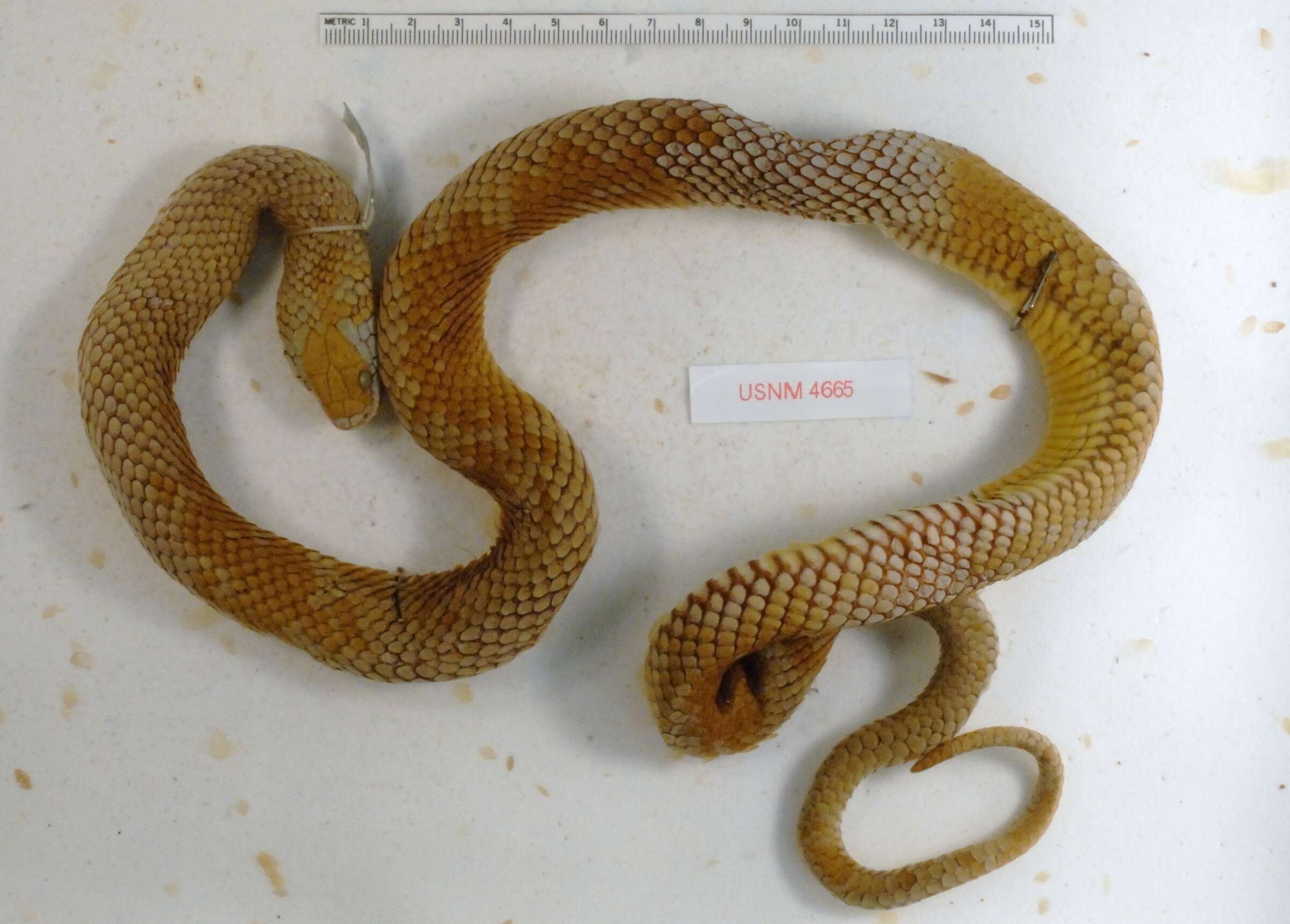 Image of Military ground snake