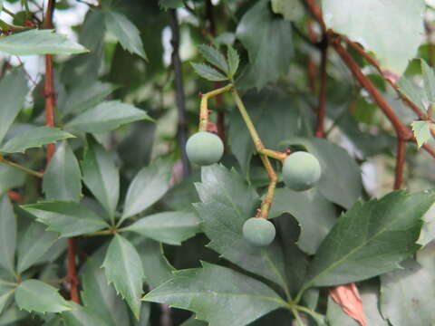 Image of sevenleaf creeper