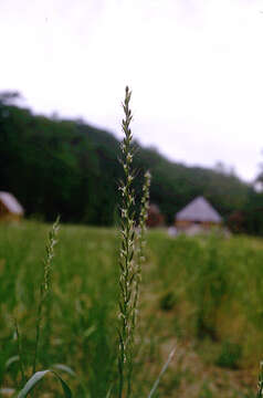 Image of Italian Rye Grass