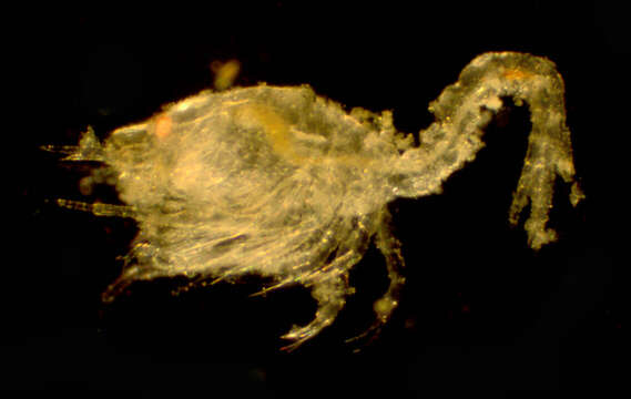 Image of Oxyurostylis Calman 1912