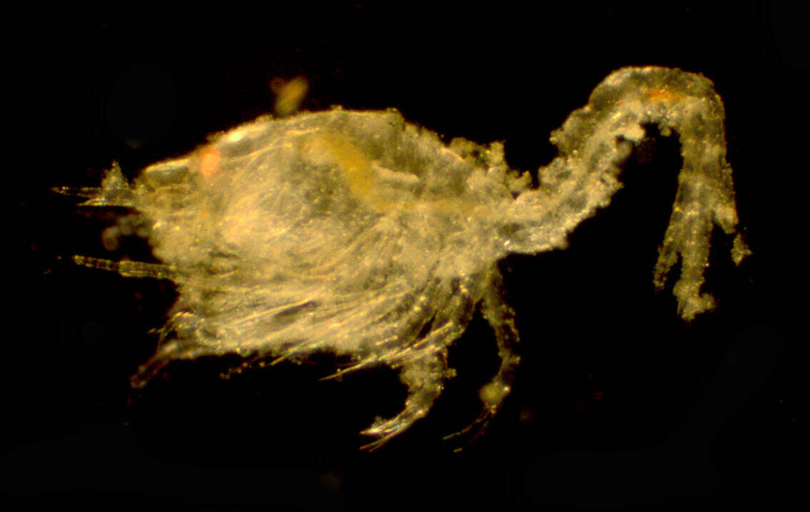 Oxyurostylis smithi Calman 1912的圖片