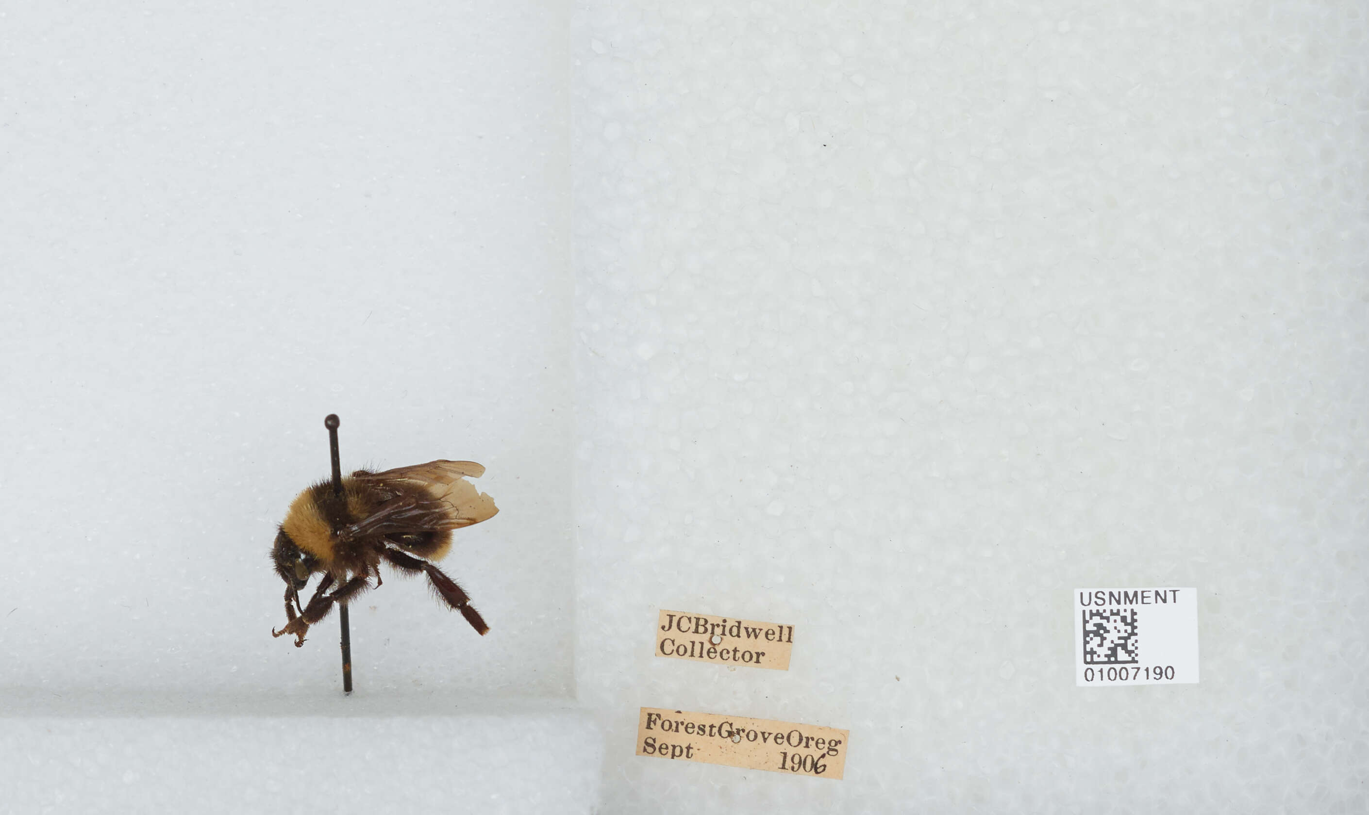 Imagem de Bombus californicus Smith 1854