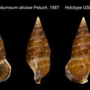 Image of Cerithium eburneum aliceae Petuch