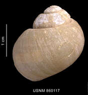Image of Falsilunatia benthicola (Dell 1990)