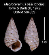 Imagem de Macroceramus pazi ignotus C. Torre & Bartsch 2008