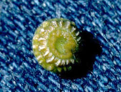 Image of queen coralbead