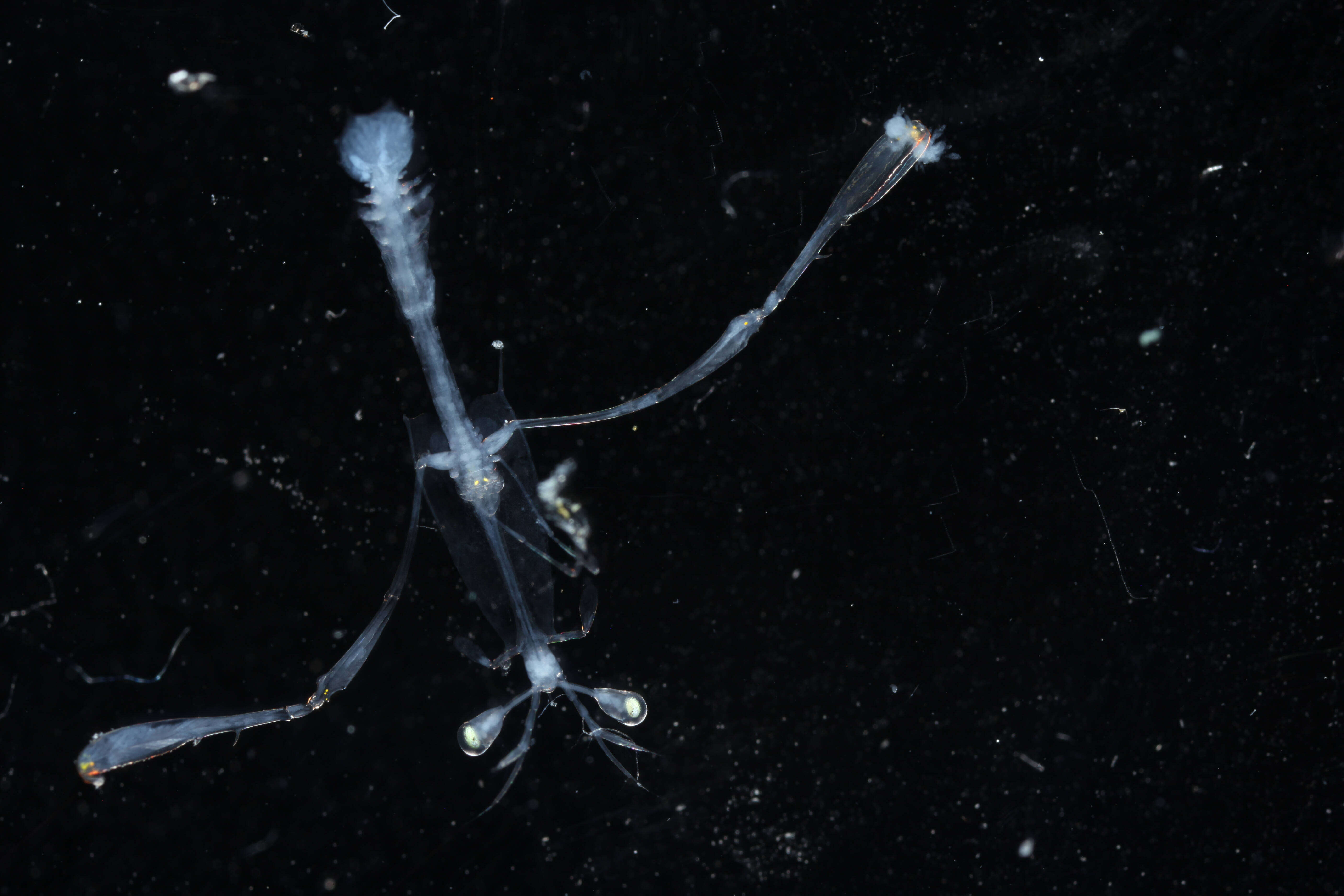 Image of Squillidae