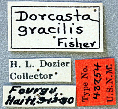Imagem de Dorcasta gracilis Fisher 1932