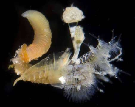 Image of Hard tube worm