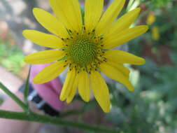 Image of slender rosinweed