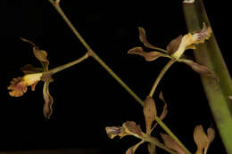 Image of Encyclia adenocarpa (Lex.) Schltr.