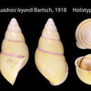 Image of <i>Amphidromus quadrasi ledyardi</i> Bartsch