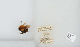 Sivun Bombus rubicundus Smith 1854 kuva