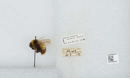 Image of Polar Bumble Bee