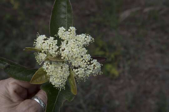 Image of possumhaw