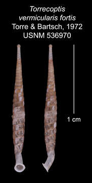 Imagem de Torrecoptis vermicularis fortis C. de la Torre & Bartsch 1972