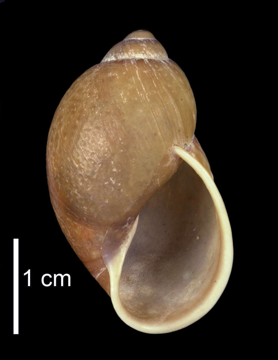 Imagem de Plekocheilus glandiformis (I. Lea 1838)