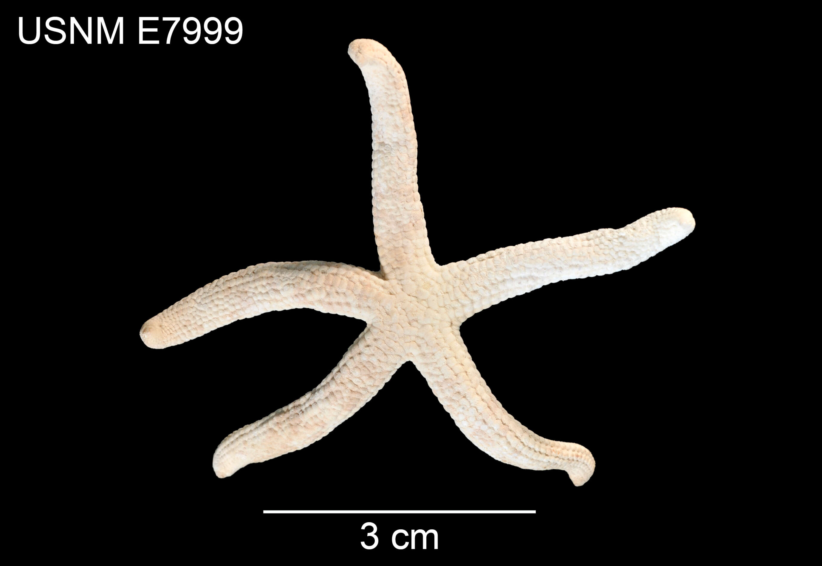 Image of Ophidiaster perplexus A. H. Clark 1954