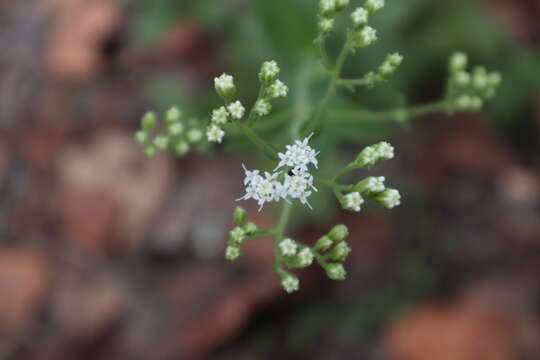 Image of roundleaf thoroughwort