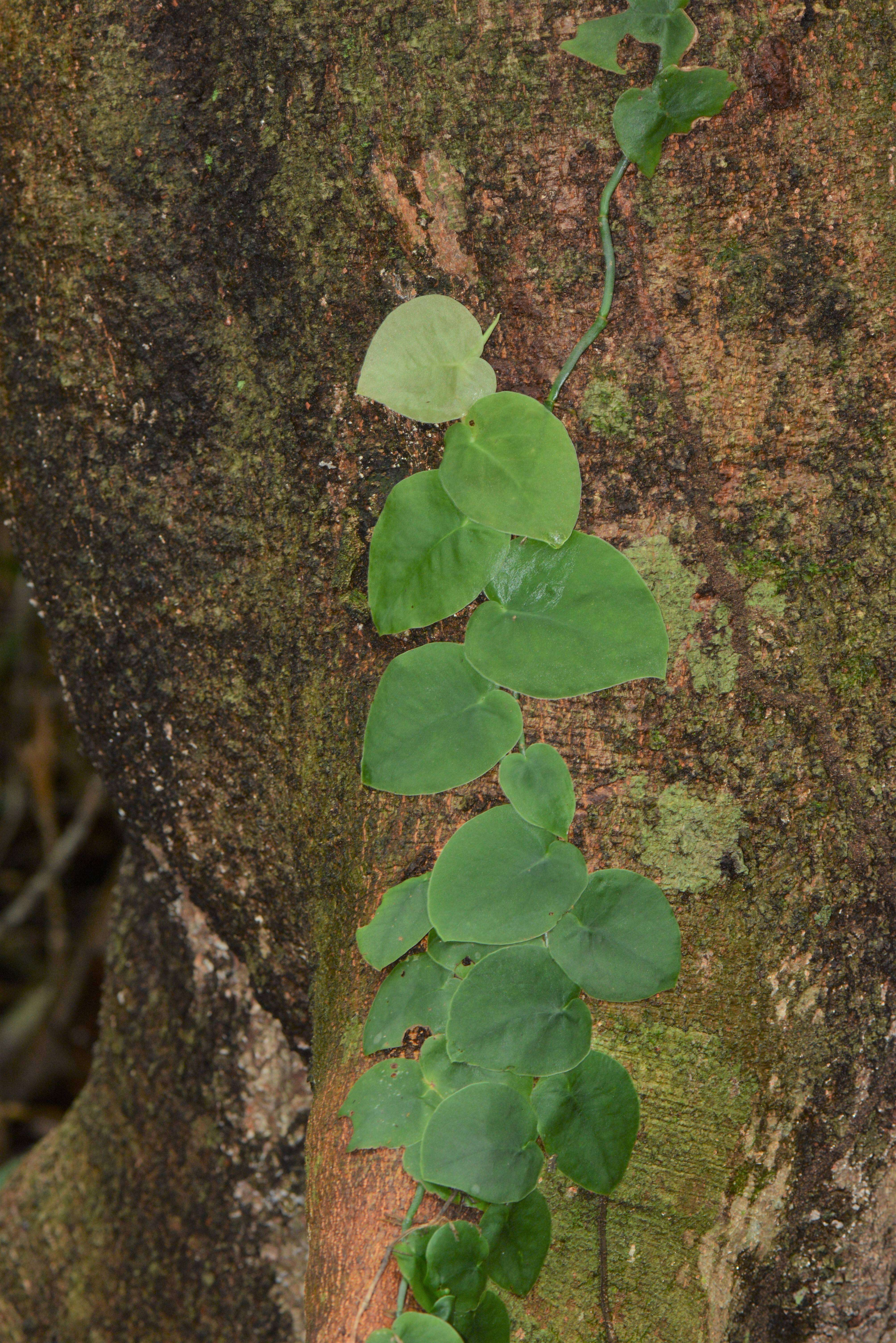 Image of Philodendron Schott