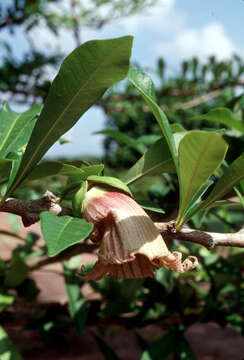 Crescentia cujete L. resmi