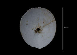 Слика од Antrechinus Mooi & David 1996