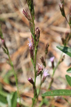 Image of Sandhill's blazing star