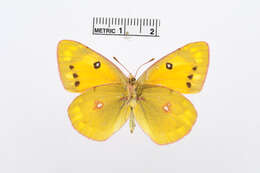 Image of Colias electo (Linnaeus 1763)