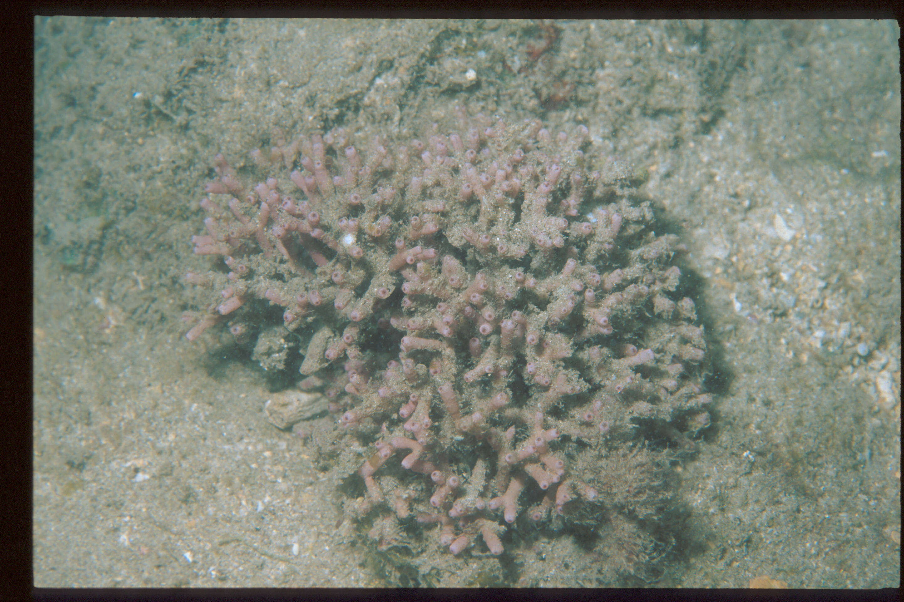 Image of Tricleocarpa