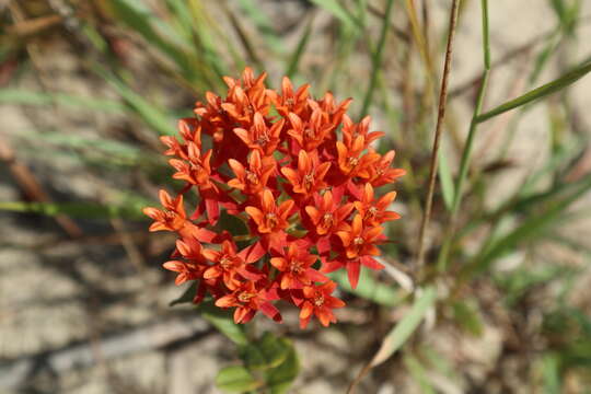 Image of Rolfs' milkweed